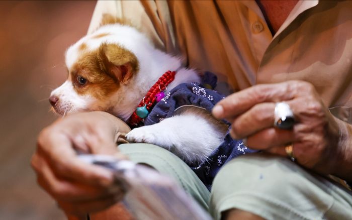 Chú chó nhỏ của ông cụ câm điếc ở ngã tư Điện Biên Phủ đã bị con chó lớn hơn cắn chết