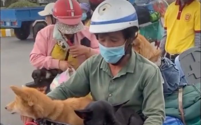 15 chú chó của cặp vợ chồng đi xe máy từ Bình Dương về Cà Mau đã bị tiêu hủy?