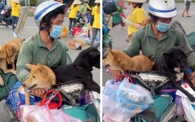 Thông tin mới nhất về vụ tiêu hủy đàn chó ở Cà Mau: 'Do áp lực từ nhiều phía'