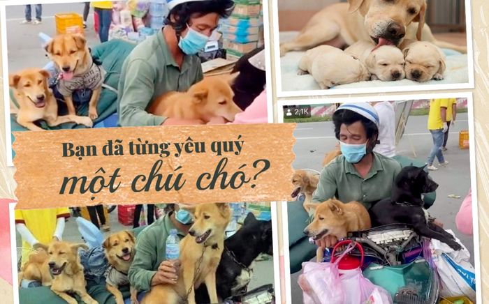 Bạn đã từng yêu quý một chú chó?