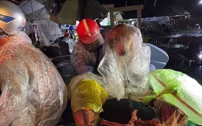 Người chủ của 15 chú chó bị tiêu hủy đang 'rất mệt mỏi'