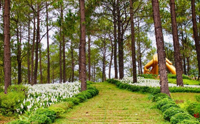 3 khu rừng sống ảo đẹp nhất Việt Nam, ai cũng phải lòng