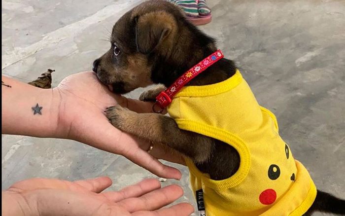 Vụ đàn chó bị tiêu hủy: Chú chó may mắn sống sót được đặt tên Tu Di, khỏe mạnh và ăn uống tốt