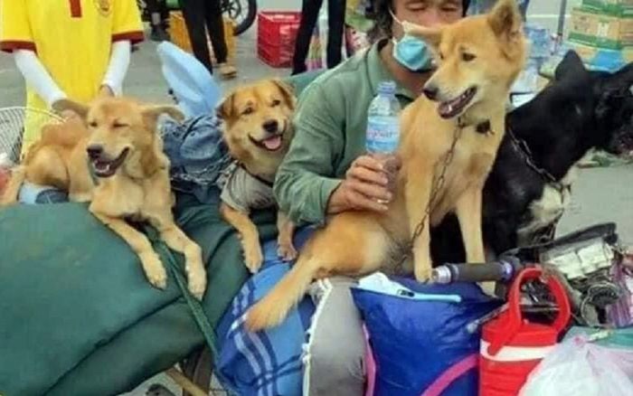 Vụ 15 chú chó ở Cà Mau bị tiêu hủy: Đại diện Cục Thú y nói gì?