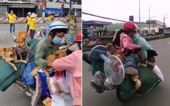 Thông tin gây bất ngờ vụ đàn chó của vợ chồng từ Bình Dương về Cà Mau bị tiêu hủy