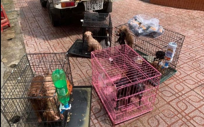 Đồng Nai: 12 chú chó của gia đình bị F0 được ủy ban phường đón về chăm sóc