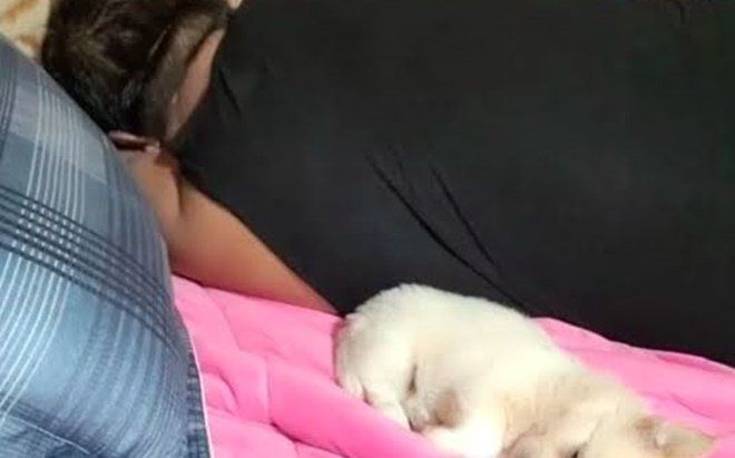 Say khướt rồi vô tình nằm đè lên chó cưng ngay trên livestream, nam streamer phải dừng kênh vô thời hạn