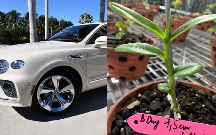 Đại gia Đà Nẵng đổi siêu xe 21 tỉ đồng lấy 2 cây lan đột biến