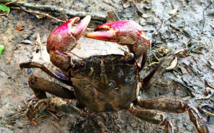 Đặt ba khía ăn thử, người phụ nữ miền Bắc lên tiếng chê công khai