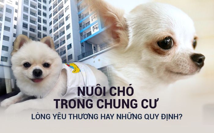 Câu chuyện nuôi chó trong chung cư: Quy định hay lòng yêu thương?