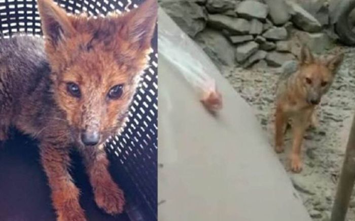 Nuôi Husky 3 tháng trời, cả gia đình 'ngã ngửa' khi biết 'bản chất' của chó cưng