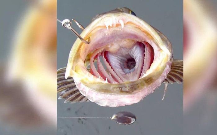 Loài cá kỳ lạ với 555 chiếc răng, rụng 20 cái mỗi ngày