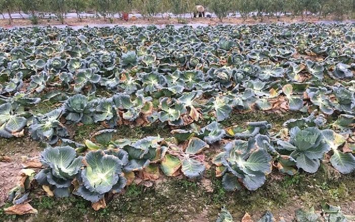 Thấy rau được giá, nhóm đối tượng nghiện ma túy 'khoắng' 1 sào bắp cải của người dân
