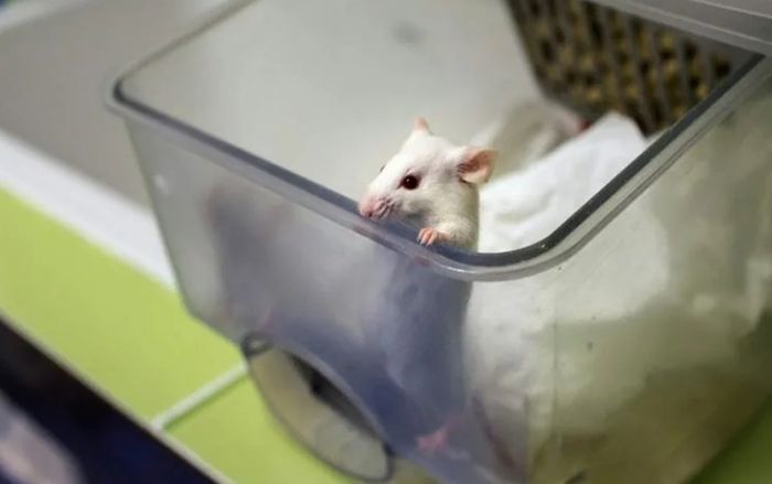 Nhân viên phòng thí nghiệm ở Đài Loan nhiễm Covid-19 vì bị chuột cắn?