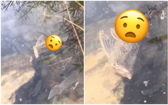 Chỉ còn nửa thân, 'sinh vật cụt đầu' vẫn tung tăng bơi lội khiến tất cả kinh hãi, netizen tìm danh tính