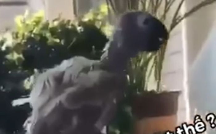 Chú chim trụi lông hát vang bài ca thất tình hút gần 10 triệu lượt xem