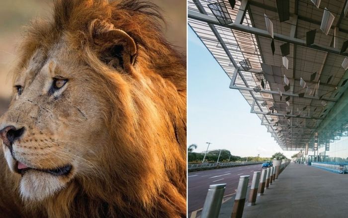 Hy hữu: Sư tử xổng chuồng ở sân bay