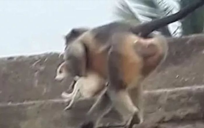 Kinh hãi đàn khỉ thảm sát 250 con chó để báo thù