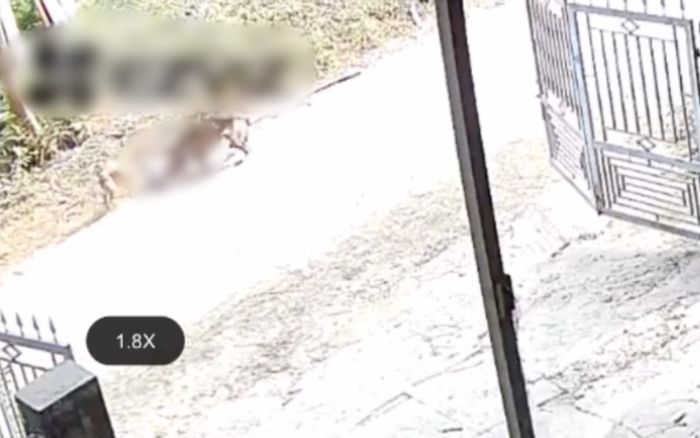 Tuyên Quang: Kinh hoàng chó dữ lao vào tấn công dã man bé trai 2 tuổi