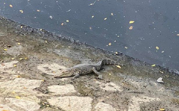 TP.HCM: Người dân tá hỏa phát hiện cá sấu nằm phơi nắng trên bờ kè