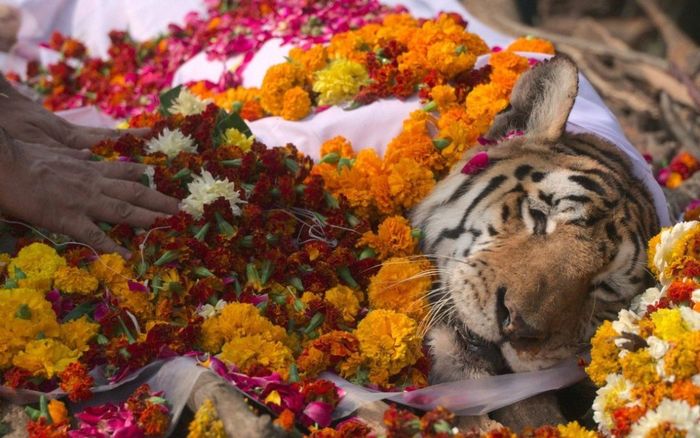 Người dân tiễn đưa 'siêu hổ mẹ' nổi tiếng nhất Ấn Độ