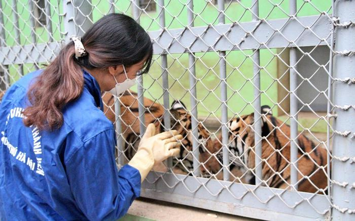 Xuân Nhâm Dần và người phụ nữ hàng chục năm chăm hổ như con: 'Cơm Tết có thể hoãn, hổ phải ăn đúng giờ'