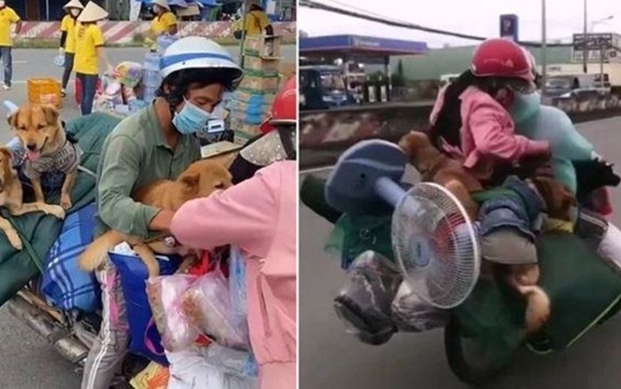 Bị tố tiêu xài hoang phí tiền hỗ trợ của mạnh thường quân, chủ đàn chó bị tiêu hủy ở Cà Mau nói gì?