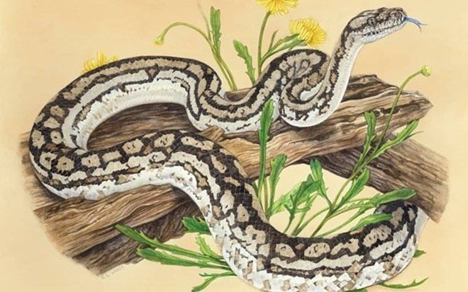 3 con giáp này không là nữ nhân thành đạt cũng là vợ đại gia giàu có, cả đời phú quý hạnh phúc