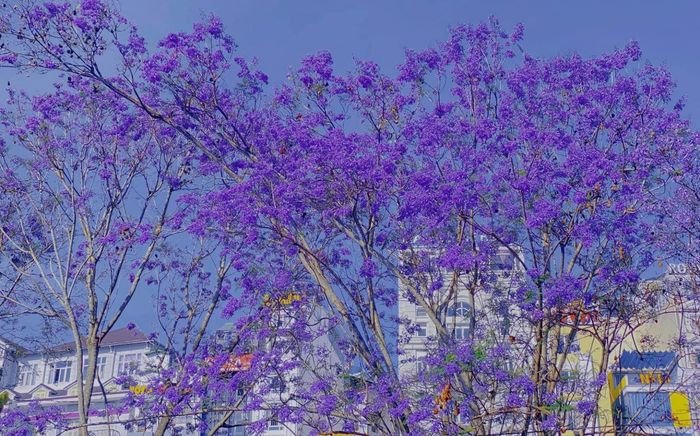 Đà Lạt đang tím cả một góc trời, bạn đã đi chưa?