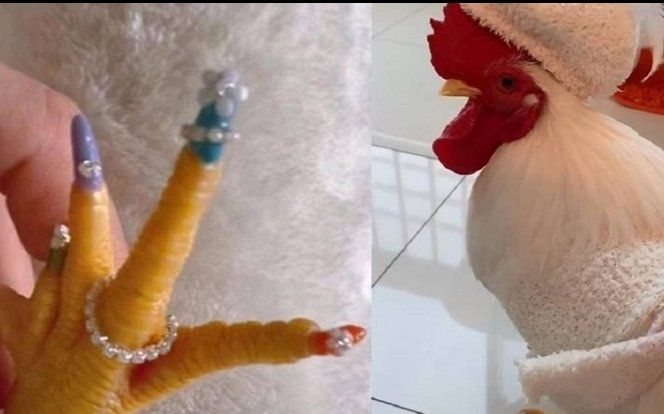 Cô gái 'chơi lớn' làm hẳn bộ nail màu mè cho chú gà cưng của mình, hóa ra vì một lý do đặc biệt