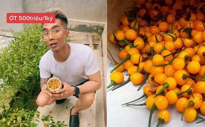 Thực hư về loại ớt 'nửa tỷ đồng/kg' được ca sĩ Khánh Đơn trồng trong vườn nhà