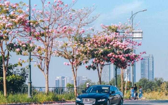 Hoa kèn hồng nở rộ, khoe sắc rực rỡ trên các con đường ở TP.HCM