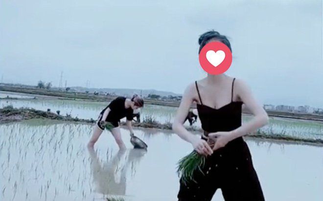 Mặc áo 2 dây 'mát mẻ' đi cấy, cô gái trẻ bị dân mạng bóc mẽ: 'Màu mè phông bạt chứ cấy lúa nỗi gì'