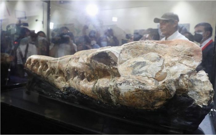 Phát hiện hộp sọ của 'quái vật biển' hung dữ, tổ tiên của cá voi ngày nay