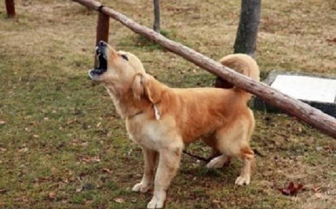 Ôm mối hận vì bị triệt sản, chú chó kiên trì trả thù suốt 3 năm với một hành động