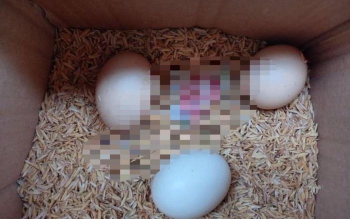Nhận thùng trứng gà từ quê gửi lên, mắt cô gái nhòe đi khi thấy thứ này giấu bên dưới lớp trấu