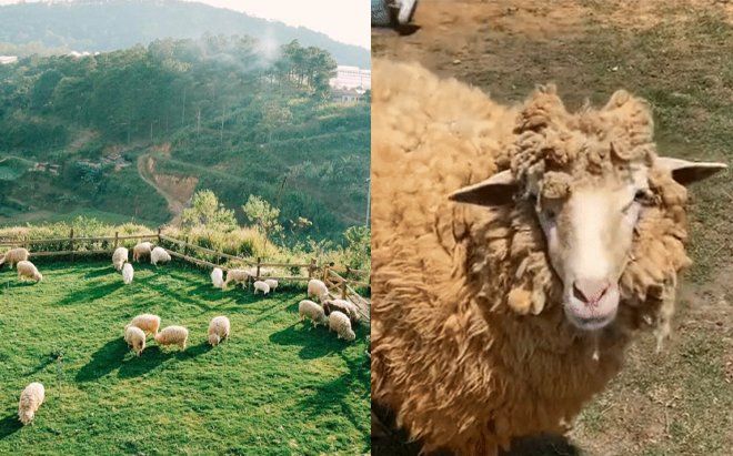 Nông trại nổi tiếng Đà Lạt phí vào 100k nhưng 'nội dung lèo tèo', thực tế khác phũ phàng so với ảnh mạng