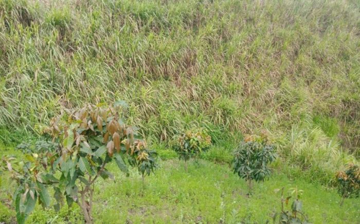 Bàng hoàng phát hiện nam sinh lớp 8 tử vong cạnh nương mía với nhiều vết thương