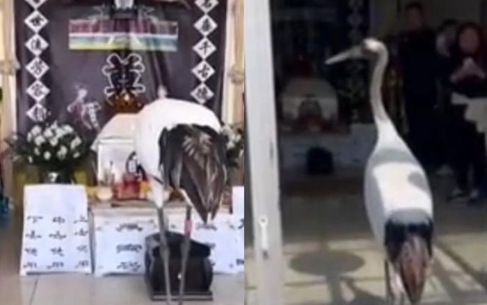 Chim hạc bất ngờ xuất hiện trong đám tang ông lão khiến nhiều người bất ngờ