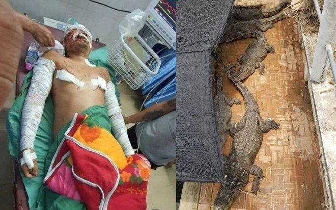 Giữa đêm dậy đi vệ sinh gần ao, người đàn ông suýt trở thành 'bữa khuya' cho 50 con cá sấu