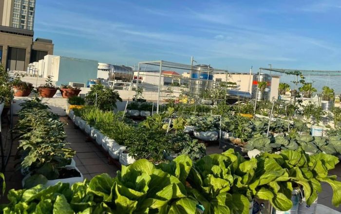 Nở rộ mô hình 'mang cả khu vườn' lên sân thượng của người dân TP.HCM