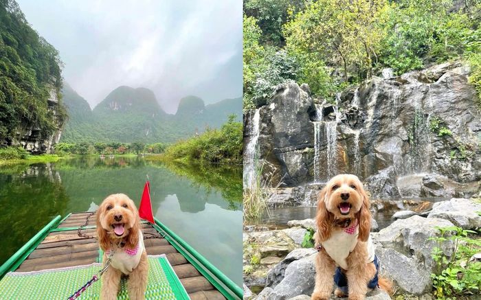 Không phải là ngôi sao nhưng chú chó này lại trở thành nhân vật check in hot nhất Cố đô Hoa Lư