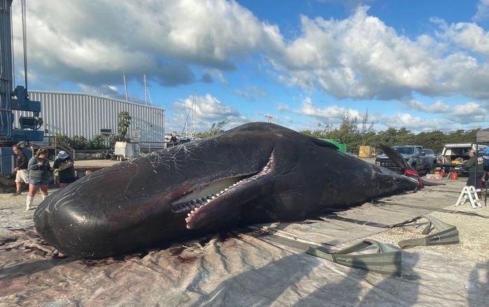 Cá nhà táng khổng lồ trôi dạt bãi biển, phát hiện điều kinh hãi bên trong xác con vật