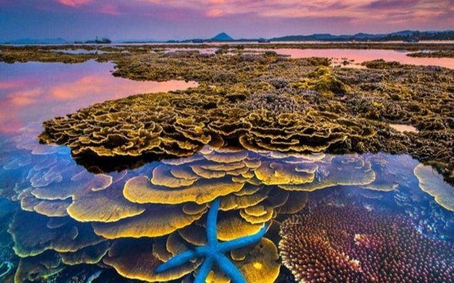 Kỳ ảo vườn san hô trên cạn của 'xứ hoa vàng trên cỏ xanh' - Phú Yên