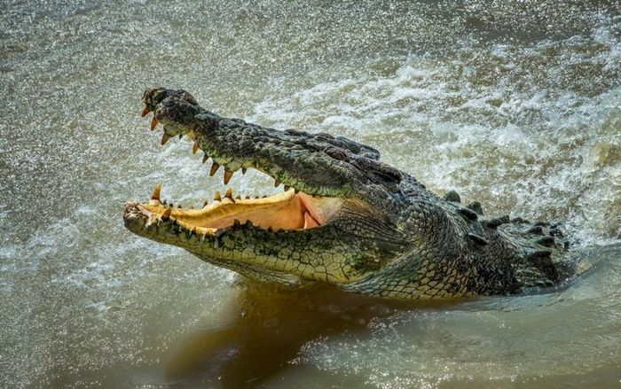 Người đàn ông bị cá sấu ngoạm chặt cánh tay khi đang bơi thoát chết ngoạn mục