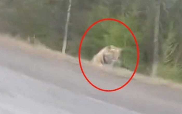 Hổ lao ra khỏi rừng rượt đuổi ô tô, tài xế phải nhấn ga bỏ chạy, cảnh tượng kịch tích hơn cả trong phim