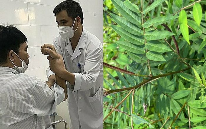 Cặp vợ chồng liệt toàn thân do ăn hạt muồng tây để ngừa tiểu đường