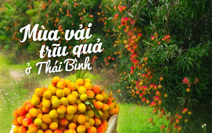 Mùa vải trĩu quả ở Thái Bình đẹp mê mẩn khiến ai cũng bất giác muốn 'bỏ phố về quê'