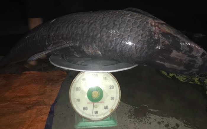 Bắt được con cá cực 'khủng' nặng 52kg ở hồ Thác Bà