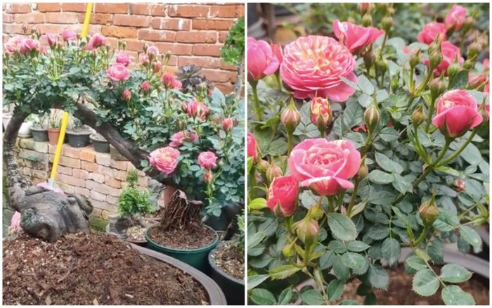 Xuất hiện cây hoa hồng bonsai khiến netizen trầm trồ: 'Chưa bao giờ thấy cây hồng nào đẹp thế'